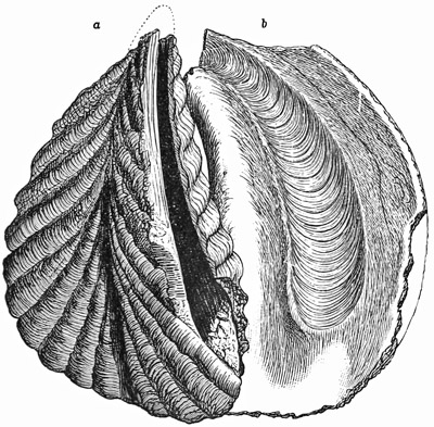 Fig. 582.