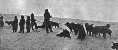 THE DOG MARKET AT CAPE YORK