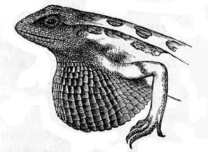 Fig. 33. Sitana minor. Male, with the gular
pouch expanded (from Günther’s ‘Reptiles
of India’).