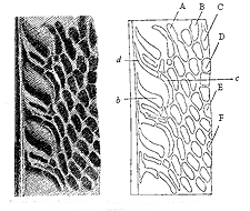 Fig. 58. Portion of one of the Secondary wing-feathers near to the body; shewing the
so-called elliptic ornaments.