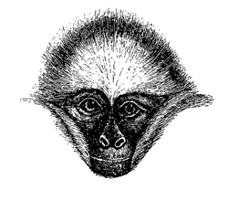 Fig. 73. Head of Ateles marginatus.