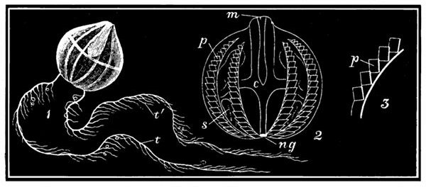 Fig. 71.

Cydippe Pileus.

1, Animal with tentacles t, bearing small tendrils t. 2, Body of animal
enlarged. m, Mouth. c, Digestive cavity. s, Sac into which the tentacles
are withdrawn. p, Bands with comb-like plates. 3, Portion of a
band enlarged to show the moving plates p.