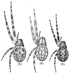 Figs. 383, 384, 385.—383, Epeira sclopetaria. 384,
Epeira patagiata. 385, Epeira strix.