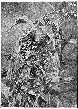 Fig. 402. Epeira trifolium in its nest in a plant
of golden-rod. Natural size.