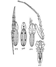 Figs. 424, 425, 426,
427. Larinia directa. 424,
male with one
front leg to show its great
length. 425, female with
the legs of one side drawn
up in a natural position,
showing the spots. 426, female with
four large spots on the back. 427,
under side.