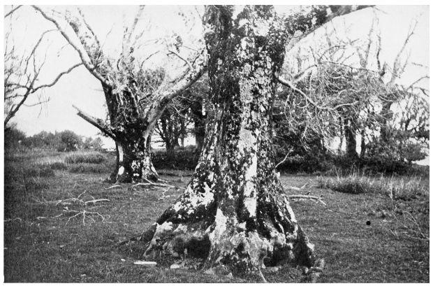 Tree over the Abbot's Grave, Innisfallen