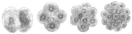 Stages of segmentation