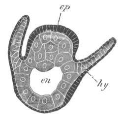 Section of T. mesembryanthemum