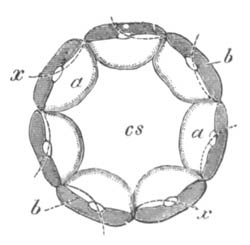 Delamination of Geryonia ovum