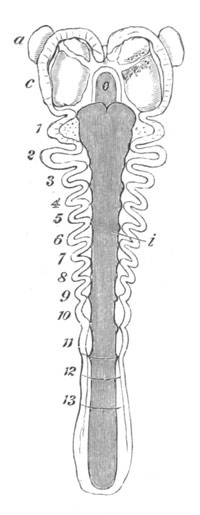 Embryo of Peripatus capensis