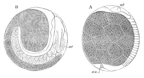 5. Two stages in the development of Geophilus