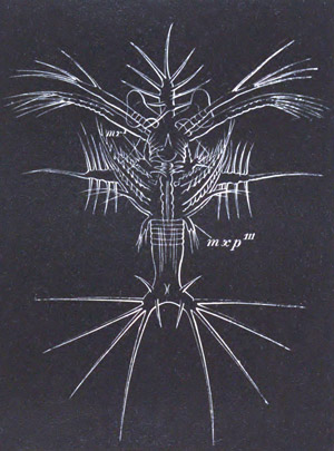 Protozoa stage of Sergestes larva