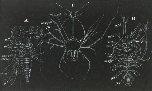 Larv of the Loricata