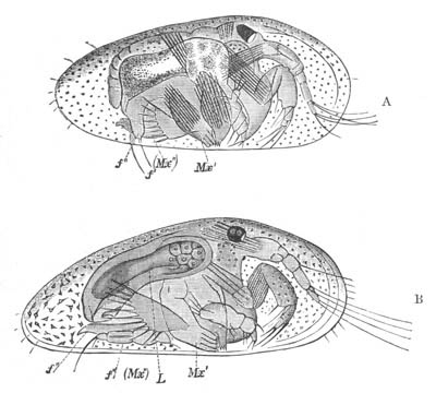 Stages in the development of Cypris