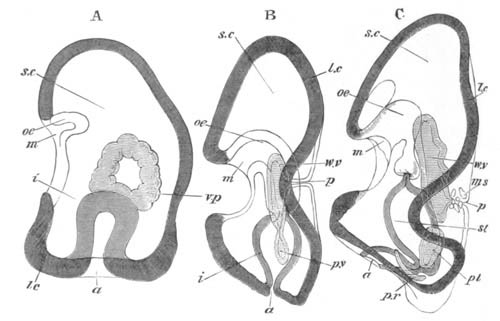 Three stages in the development of Holothuria tubulosa