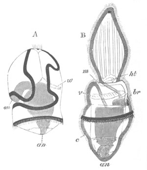 Two stages of Tornaria