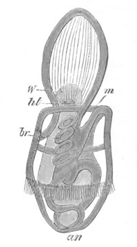 Late state of Balanoglossus