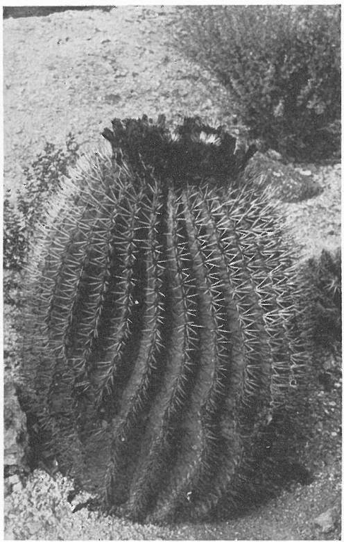 TRAVELER’S FRIEND; CANDY CACTUS; TRAVELER’S COMPASS (Echinocactus Covillei)