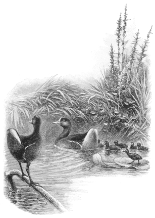 THE WATER HEN