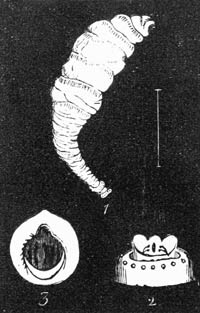Illustration: Macaco Worm