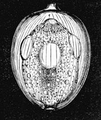 Illustration: Vesicular worm