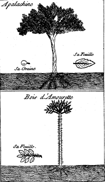 TOP: Cassine or Yapon—BOTTOM: Tooth-ache Tree or
Prickly Ash